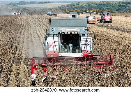 Stock Image - Russia, harvesting sunflower seed. Fotosearch