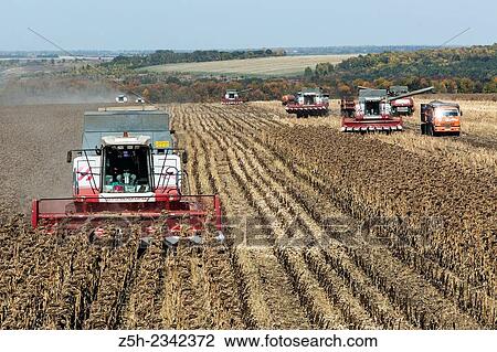 Stock Image - Russia, harvesting sunflower seed. Fotosearch