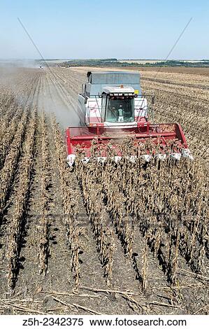 Stock Photography - Russia, harvesting sunflower seed. Fotosearch