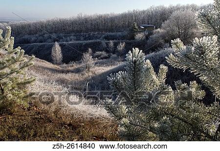 Russia. Hoarfrost on the trees and the grass. View Large Photo Image Stock Image - Russia. Hoarfrost on the trees and the grass.. Fotosearch