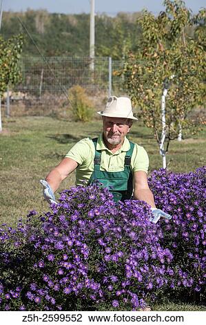 Stock Image - Russian Federation. Belgorod region. The village Solomino. The man in the autumn garden.. Fotosearch