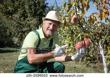 Stock Image - Russian Federation. Belgorod region. The village Solomino. The man in the autumn garden.. Fotosearch