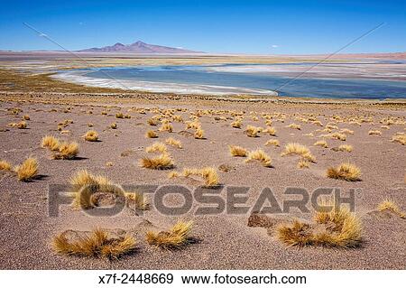 Salar de Tara, Altiplano, Puna, Atacama desert. Region de Antofagasta. Chile. View Large Photo Image Stock Photo - Salar de Tara, Altiplano, Puna, Atacama desert. Region de Antofagasta. Chile.. Fotosearch