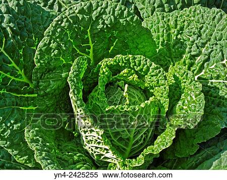 Savoy cabbage is a winter vegetable and one of several cabbage varieties. It is a variety of the plant species Brassica oleracea. View Large Photo Image Stock Photography - Savoy cabbage is a winter vegetable and one of several cabbage varieties. It is a variety of the plant species Brassica oleracea.. Fotosearch