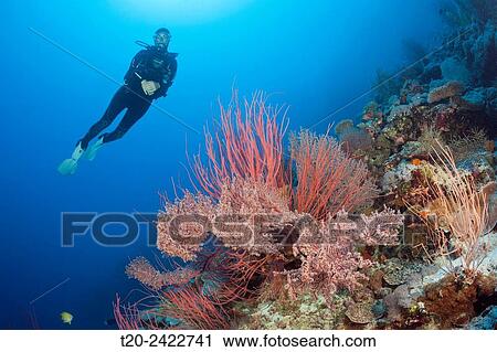 Scuba Diver over Coral Reef, Osprey Reef, Coral Sea, Australia. View Large Photo Image Stock Image - Scuba Diver over Coral Reef, Osprey Reef, Coral Sea, Australia.. Fotosearch