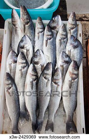 sea bream, fish market, fishing port, Bari, Puglia, Italy, Europe. View Large Photo Image Stock Photo - sea bream, fish market, fishing port, Bari, Puglia, Italy, Europe.. Fotosearch