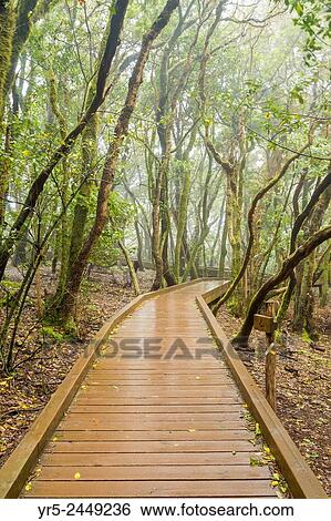 Sendero de los Sentidos (path of the senses) walkway through Laurisilva forest in Anaga Rural park on Tenerife, Canary Islands, Spain. View Large Photo Image Stock Photograph - Sendero de los Sentidos (path of the senses) walkway through Laurisilva forest in Anaga Rural park on Tenerife, Canary Islands, Spain.. Fotosearch