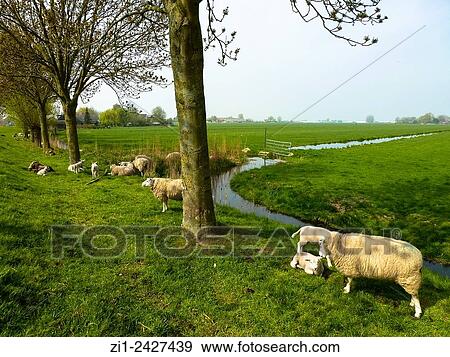 sheep and lambs alongside a ditch in Holland View Large Photo Image Stock Photo - sheep and lambs alongside a ditch in Holland. Fotosearch