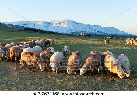 Sheep graze on a very cold winter morning at Hay Bluff, Brecon Beacons National Park, Wales, UK. View Large Photo Image Stock Photo - Sheep graze on a very cold winter morning at Hay Bluff, Brecon Beacons National Park, Wales, UK.. Fotosearch