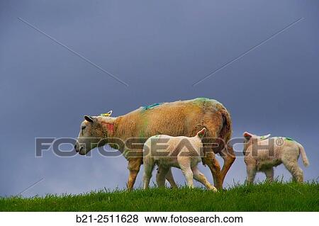Sheeps on a levee at Holwerd, in front of the Ameland island, Holland View Large Photo Image Stock Photo - Sheeps on a levee at Holwerd, in front of the Ameland island, Holland. Fotosearch