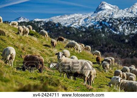 Sheeps standed in Larra Belagua area, Roncal Valley, Navarre Pyrenees, Spain. View Large Photo Image Stock Image - Sheeps standed in Larra Belagua area, Roncal Valley, Navarre Pyrenees, Spain.. Fotosearch