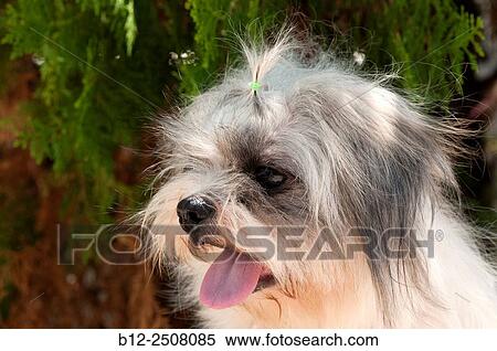 Shih Tzu, Portrait Canis familiaris) View Large Photo Image Stock Photography - Shih Tzu, Portrait Canis familiaris). Fotosearch