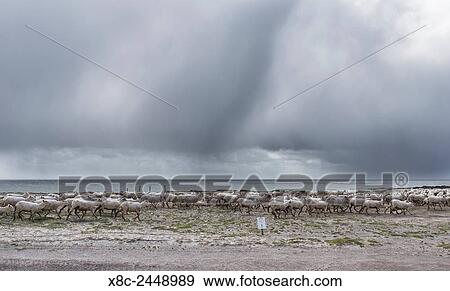 Shorne sheep on the Falkland Islands are driven close to a signposted penguin colony. South America, Falkland Islands, January. View Large Photo Image Stock Photo - Shorne sheep on the Falkland Islands are driven close to a signposted penguin colony. South America, Falkland Islands, January.. Fotosearch