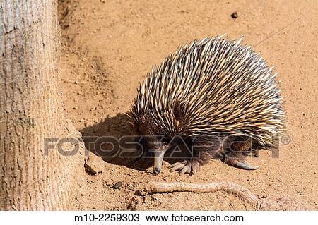 Short-nosed Echidna (Tachyglossus aculeatus) on alert looking for ants to eat View Large Photo Image Stock Image - Short-nosed Echidna (Tachyglossus aculeatus) on alert looking for ants to eat. Fotosearch