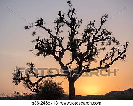Silhouette of tree in Chhatrasagar, Rajasthan, India View Large Photo Image Stock Image - Silhouette of tree in Chhatrasagar, Rajasthan, India. Fotosearch
