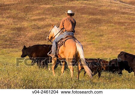 Single wrangler (cowboy) on horse herding cattle, California, USA View Large Photo Image Picture - Single wrangler (cowboy) on horse herding cattle, California, USA. Fotosearch