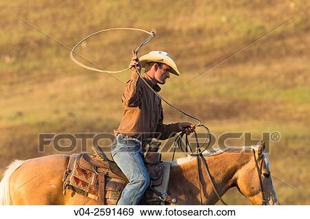 Single wrangler (cowboy) on horse herding cattle, California, USA View Large Photo Image Stock Photo - Single wrangler (cowboy) on horse herding cattle, California, USA. Fotosearch