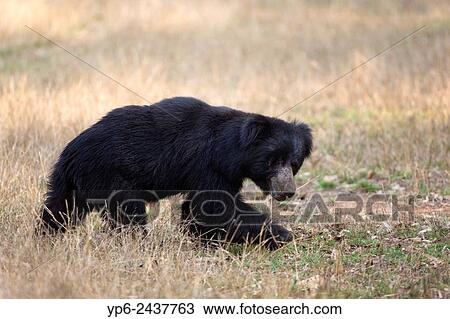 Sloth bear (Melursus ursinus), Tadoba National Park, Maharashtra, India. View Large Photo Image Stock Image - Sloth bear (Melursus ursinus), Tadoba National Park, Maharashtra, India.. Fotosearch