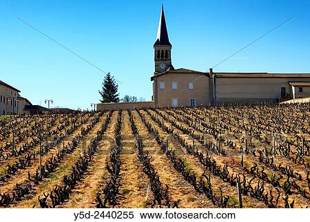 small beaujolais bushes in early spring, vineyards surrounding Chenas village, Chenas is also name of appellation of red wines in Northern Beaujolais, Rh? ne department, Rh? ne-Alpes, France. View Large Photo Image Stock Photography - small beaujolais bushes in early spring, vineyards surrounding Chenas village, Chenas is also name of appellation of red wines in Northern Beaujolais, Rh? ne department, Rh? ne-Alpes, France.. Fotosearch