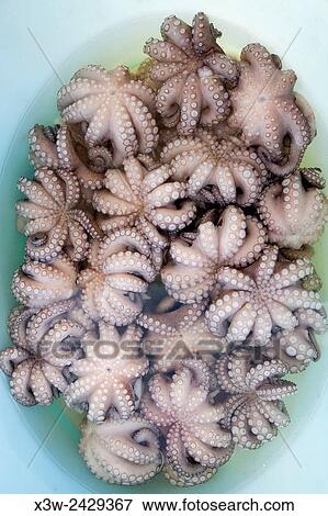 small octopus, fish market, fishing port, Bari, Puglia, Italy, Europe. View Large Photo Image Stock Photo - small octopus, fish market, fishing port, Bari, Puglia, Italy, Europe.. Fotosearch