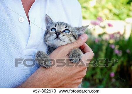 Small tabby cat in man´s hand View Large Photo Image Stock Image - Small tabby cat in man´s hand. Fotosearch