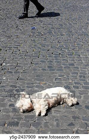 Stock Photo - Small white dog sitting in the sun in street road in Rome, Italy. Fotosearch