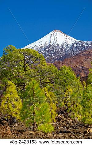 Snow-covered Mout Teide, Teide National Park, Canary Islands, Tenerife, Spain. View Large Photo Image Stock Image - Snow-covered Mout Teide, Teide National Park, Canary Islands, Tenerife, Spain.. Fotosearch