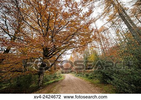 Stock Image - Sorogain forest area near of Burguete village, Navarre, Spain.. Fotosearch