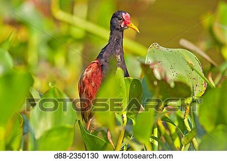 South America, Brazil, Mato Grosso, Pantanal area, Wattled Jacana Jacana jacana. View Large Photo Image Stock Image - South America, Brazil, Mato Grosso, Pantanal area, Wattled Jacana Jacana jacana.. Fotosearch