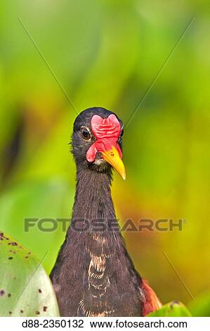 South America, Brazil, Mato Grosso, Pantanal area, Wattled Jacana Jacana jacana. View Large Photo Image Stock Image - South America, Brazil, Mato Grosso, Pantanal area, Wattled Jacana Jacana jacana.. Fotosearch