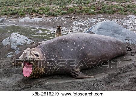 Southern elephant seal bull, Mirounga leonina, molting in Gold Harbor, South Georgia, UK Overseas Protectorate. View Large Photo Image Stock Photo - Southern elephant seal bull, Mirounga leonina, molting in Gold Harbor, South Georgia, UK Overseas Protectorate.. Fotosearch