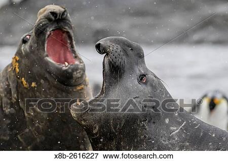 Southern elephant seal bulls, Mirounga leonina, mock-fighting in Gold Harbor, South Georgia, UK Overseas Protectorate. View Large Photo Image Stock Photo - Southern elephant seal bulls, Mirounga leonina, mock-fighting in Gold Harbor, South Georgia, UK Overseas Protectorate.. Fotosearch