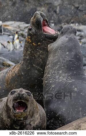 Southern elephant seal bulls, Mirounga leonina, mock-fighting in Gold Harbor, South Georgia, UK Overseas Protectorate. View Large Photo Image Stock Photograph - Southern elephant seal bulls, Mirounga leonina, mock-fighting in Gold Harbor, South Georgia, UK Overseas Protectorate.. Fotosearch