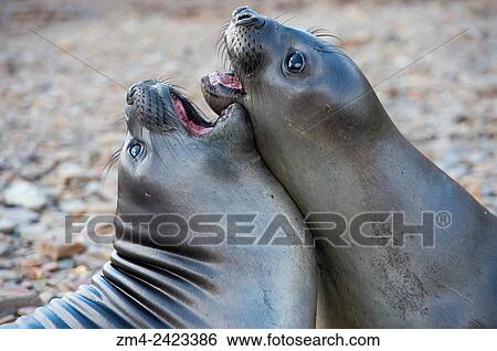 Southern elephant seal pubs (M. leonina) play fighting near the Norwegian whaling station in Grytviken on South Georgia Island, Sub-Antarctica. View Large Photo Image Stock Photograph - Southern elephant seal pubs (M. leonina) play fighting near the Norwegian whaling station in Grytviken on South Georgia Island, Sub-Antarctica.. Fotosearch