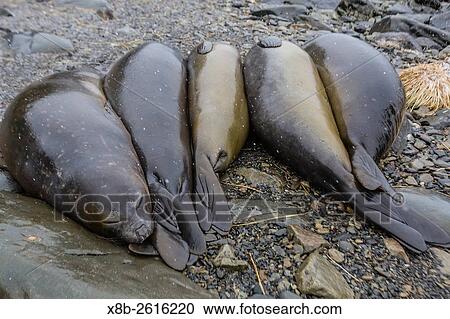 Southern elephant seals, Mirounga leonina, molting in Gold Harbor, South Georgia, UK Overseas Protectorate. View Large Photo Image Stock Image - Southern elephant seals, Mirounga leonina, molting in Gold Harbor, South Georgia, UK Overseas Protectorate.. Fotosearch