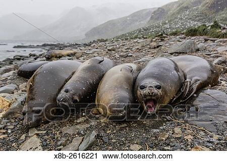 Southern elephant seals, Mirounga leonina, molting in Gold Harbor, South Georgia, UK Overseas Protectorate. View Large Photo Image Stock Image - Southern elephant seals, Mirounga leonina, molting in Gold Harbor, South Georgia, UK Overseas Protectorate.. Fotosearch