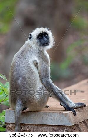 Stock Image - Southern plains gray langur or Hanuman langur (Semnopithecus dussumieri) sitting on wall, Tadoba National Park, Maharashtra, India.. Fotosearch