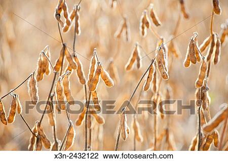 Stock Image - Soybean plants in a field in Union Bridge, Maryland, USA.. Fotosearch