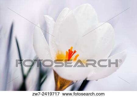 Stock Photo - Species Crocus Blue Pearl.. Fotosearch