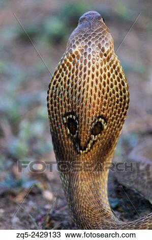 Stock Image - SPECTACLED COBRA. Naja naja. Venomous, common. Elapidae, Pune.. Fotosearch
