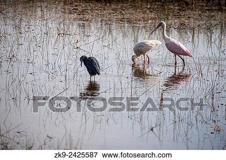Spoonbill, Everglades NP, Florida, USA View Large Photo Image Stock Photo - Spoonbill, Everglades NP, Florida, USA. Fotosearch