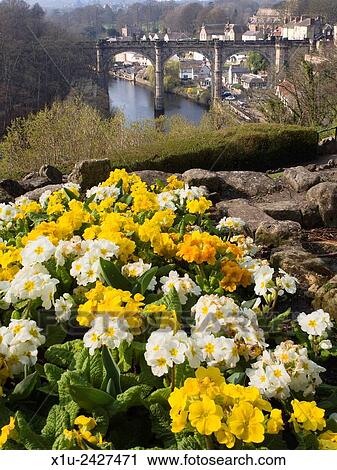 Spring Flowers Overlooking the River Nidd and Viaduct Knaresborough North Yorkshire England. View Large Photo Image Stock Image - Spring Flowers Overlooking the River Nidd and Viaduct Knaresborough North Yorkshire England.. Fotosearch