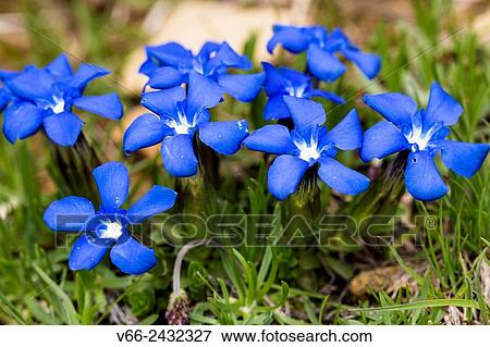 Stock Photo - Spring gentian Gentiana verna. Fotosearch