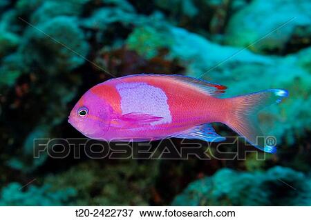 Square-spot Anthias, Pseudanthias pleurotaenia, Osprey Reef, Coral Sea, Australia. View Large Photo Image Stock Photo - Square-spot Anthias, Pseudanthias pleurotaenia, Osprey Reef, Coral Sea, Australia.. Fotosearch