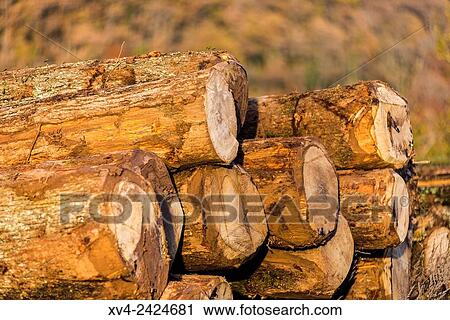 Stacked trunks at Betelu forest, Aezkoa valley. Navarre Pyrenees, Spain. View Large Photo Image Stock Image - Stacked trunks at Betelu forest, Aezkoa valley. Navarre Pyrenees, Spain.. Fotosearch