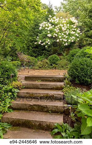 Stock Photograph - Stone steps rising into a garden space with a hydrangea in the background. Pittsburgh Pennsylvania USA. Fotosearch