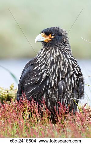 Striated Caracara (Phalcoboenus australis) or Johnny Rook, considered as very intelligent and curious, one of the rarest birds of prey in the world. South America, Falkland Islands, January. View Large Photo Image Picture - Striated Caracara (Phalcoboenus australis) or Johnny Rook, considered as very intelligent and curious, one of the rarest birds of prey in the world. South America, Falkland Islands, January.. Fotosearch