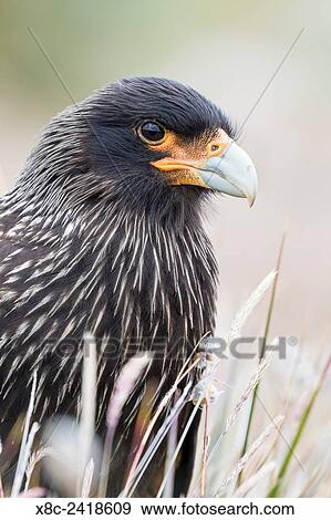 Stock Photo - Striated Caracara (Phalcoboenus australis) or Johnny Rook, considered as very intelligent and curious, one of the rarest birds of prey in the world. South America, Falkland Islands, January.. Fotosearch