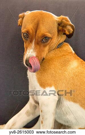 Stock Image - Sweet dog licking himself.. Fotosearch