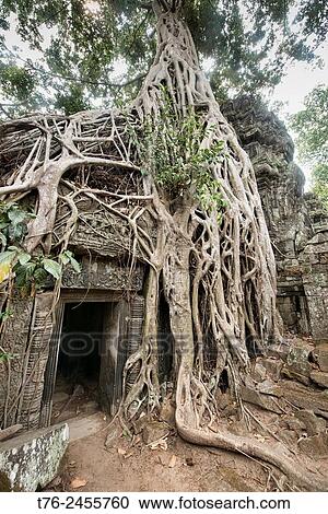 Ta Phrom, the jungle temple at Angkor Wat in Siem Reap, Cambodia. View Large Photo Image Stock Image - Ta Phrom, the jungle temple at Angkor Wat in Siem Reap, Cambodia.. Fotosearch